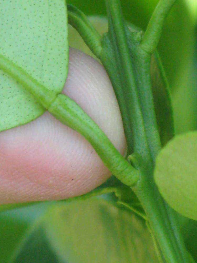              Petiole (Winter Haven, FL)       